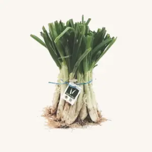 Calçots de Valls from Catalonia, bunch (manat : manojo) with 25 units